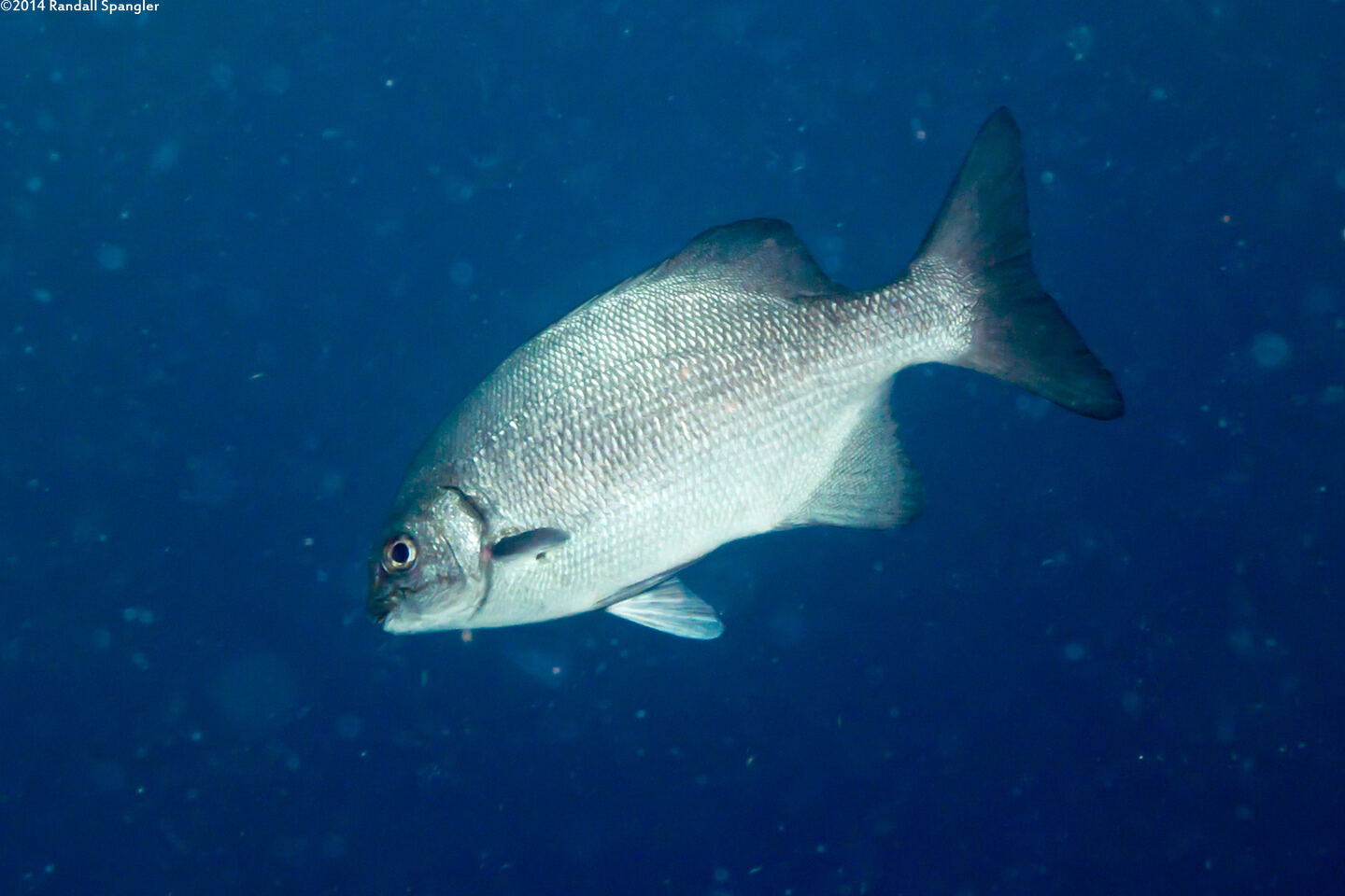 Kyphosus cinerascens (Topsail Chub)