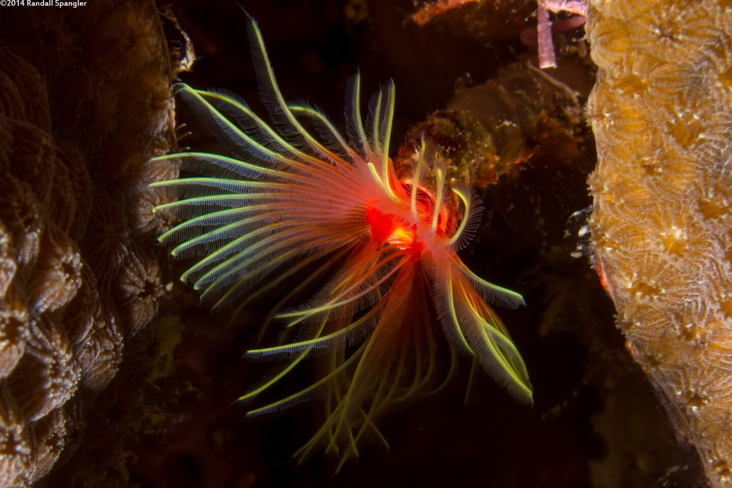 Pomatostegus stellatus (Star Horseshoe Worm)
