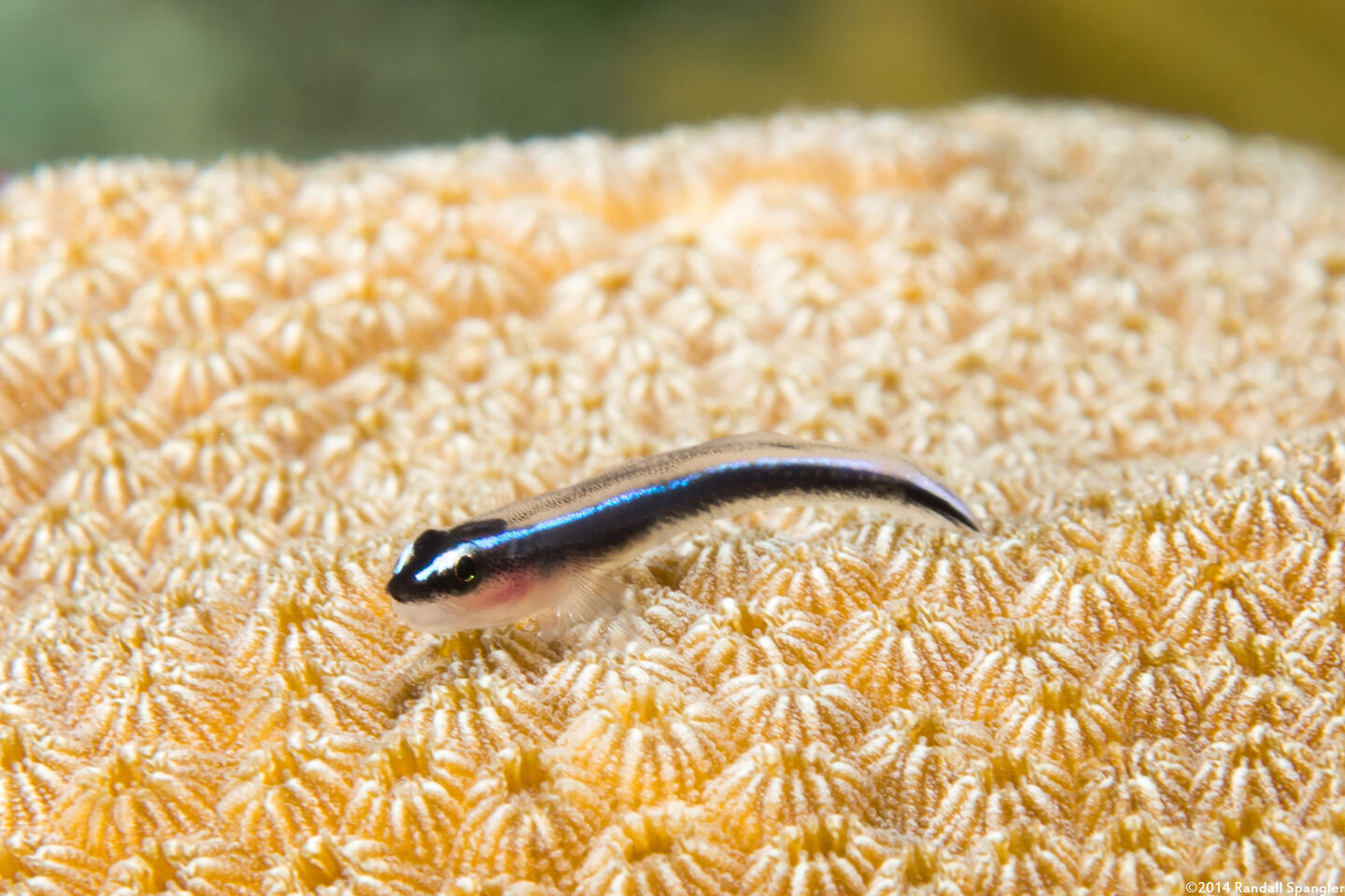 Elacatinus lobeli (Caribbean Neon Goby)