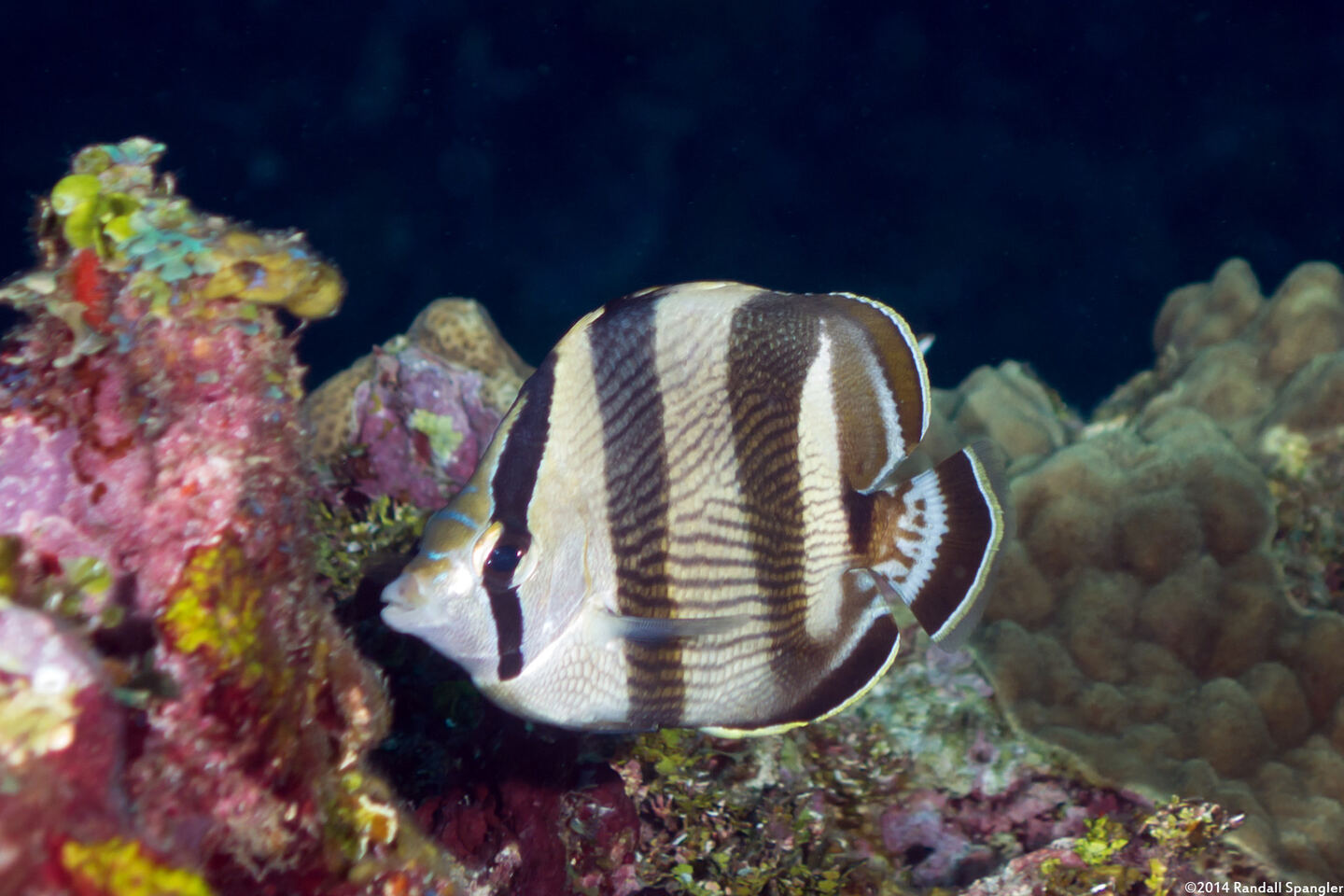 Chaetodon striatus (Banded Butterflyfish)