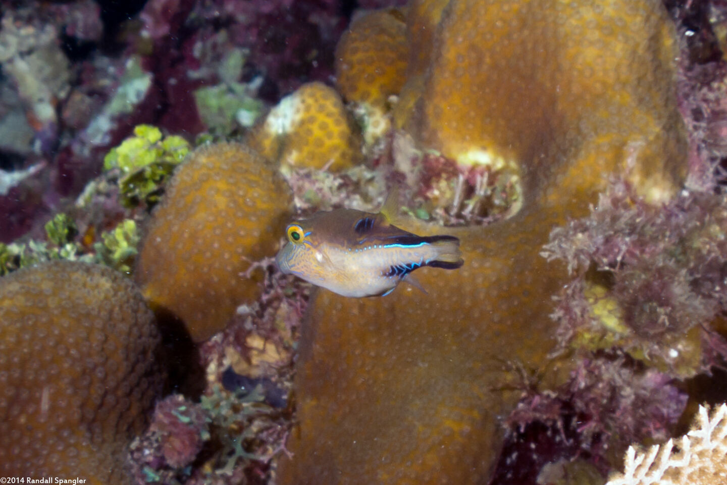 Canthigaster rostrata (Sharpnose Puffer)