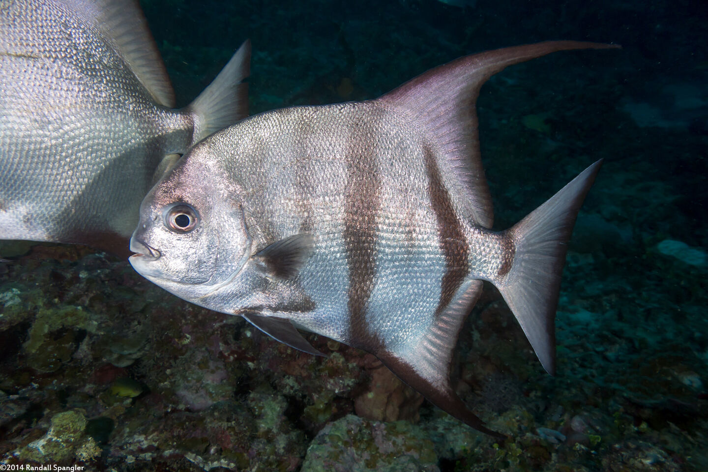 Chaetodipterus faber (Atlantic Spadefish)