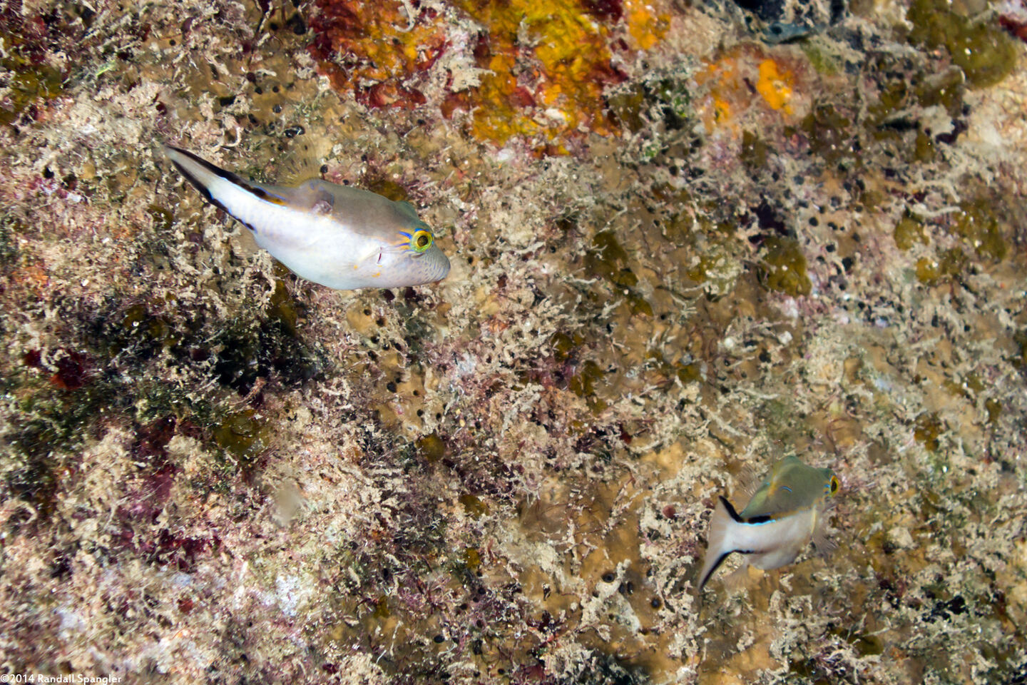 Canthigaster rostrata (Sharpnose Puffer)