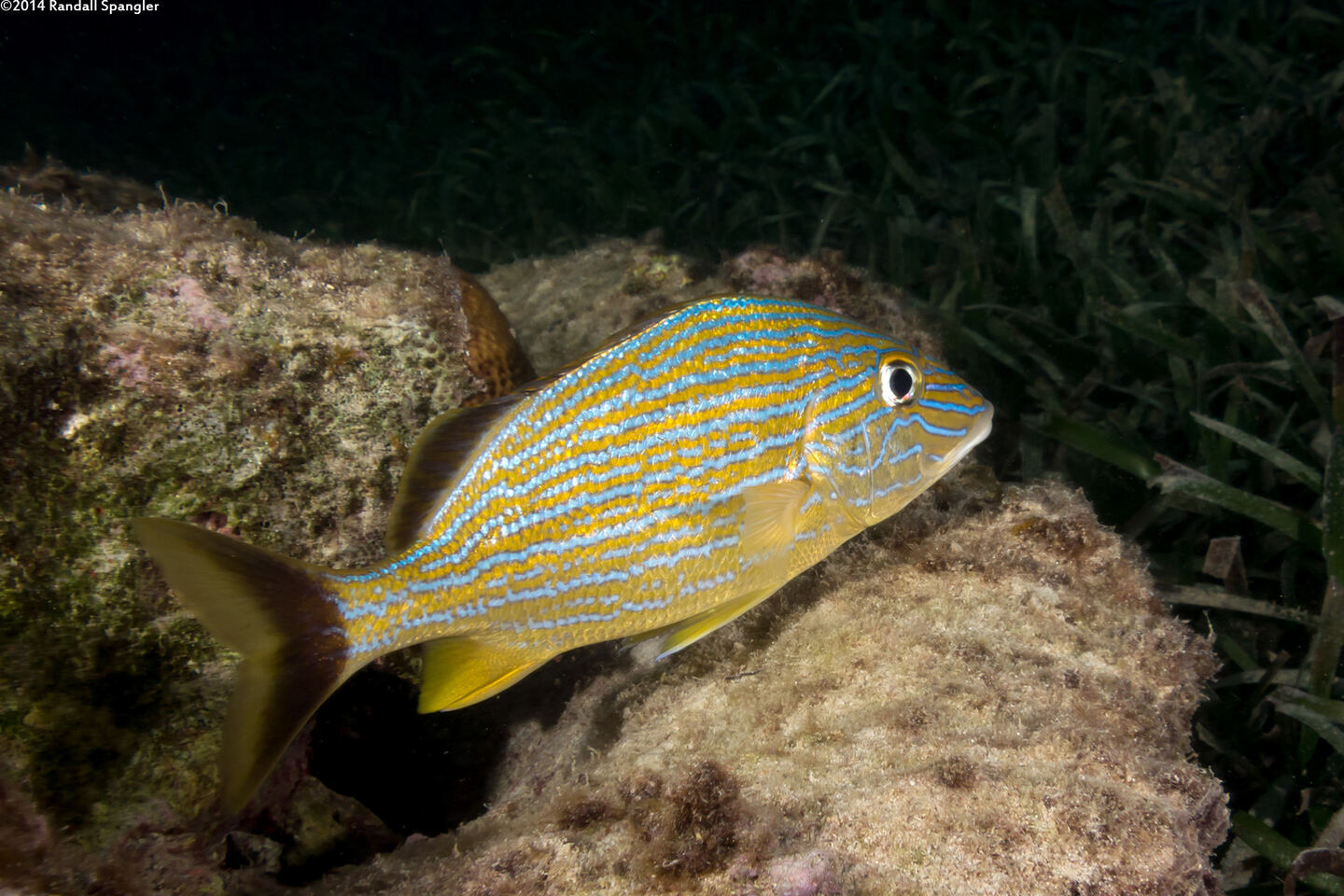 Haemulon sciurus (Bluestriped Grunt)
