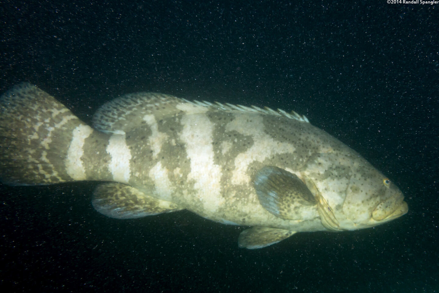 Epinephelus itajara (Goliath Grouper)