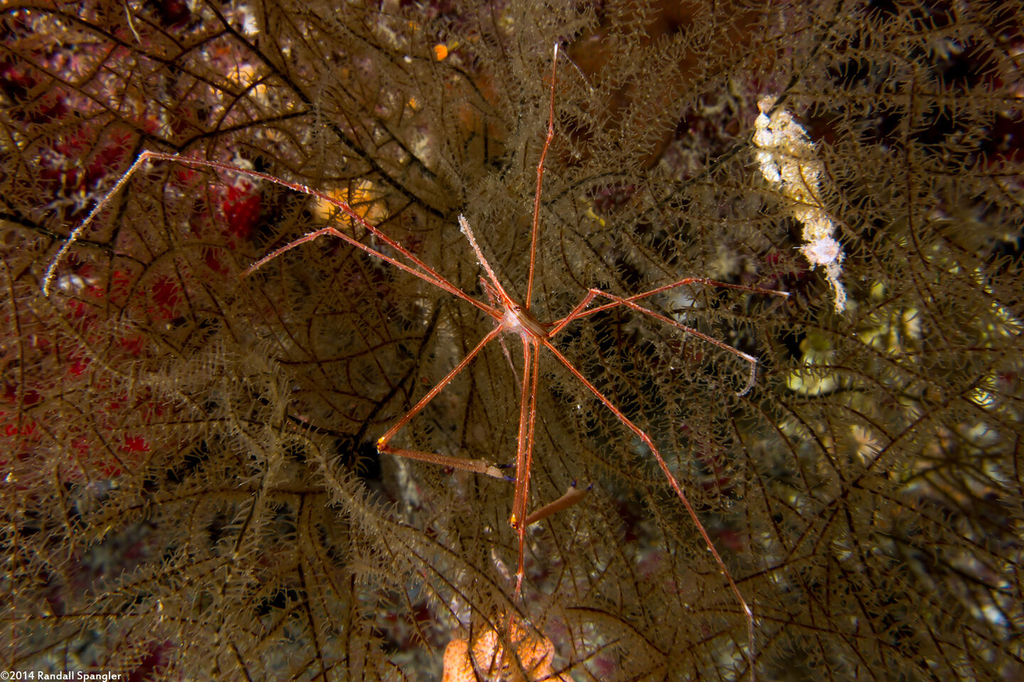 Stenorhynchus seticornis (Yellowline Arrow Crab)
