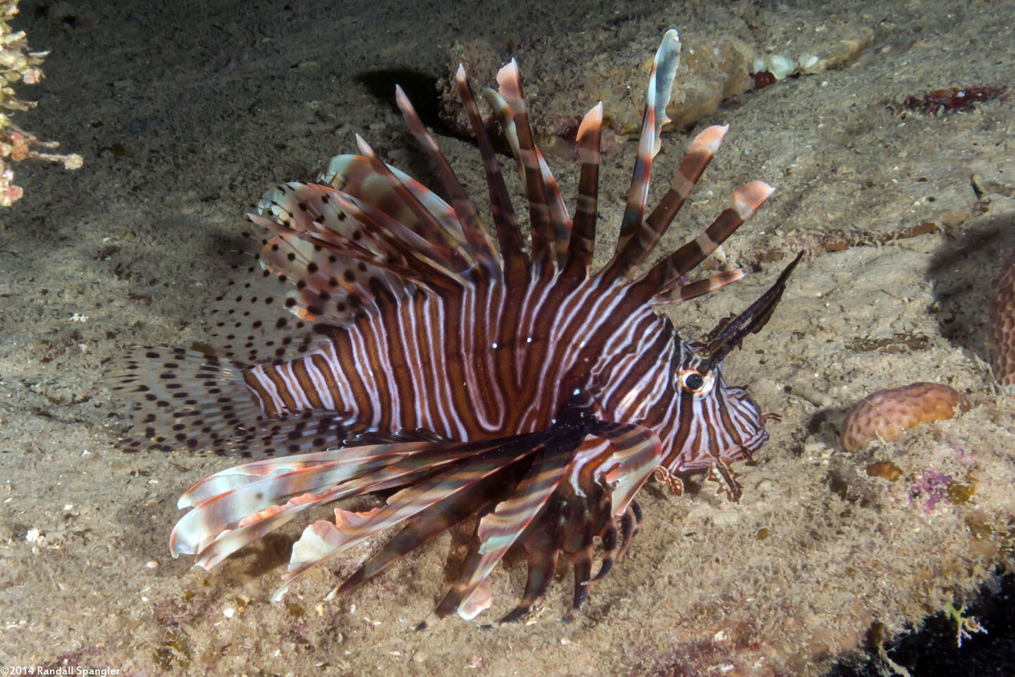 Pterois volitans (Red Lionfish)