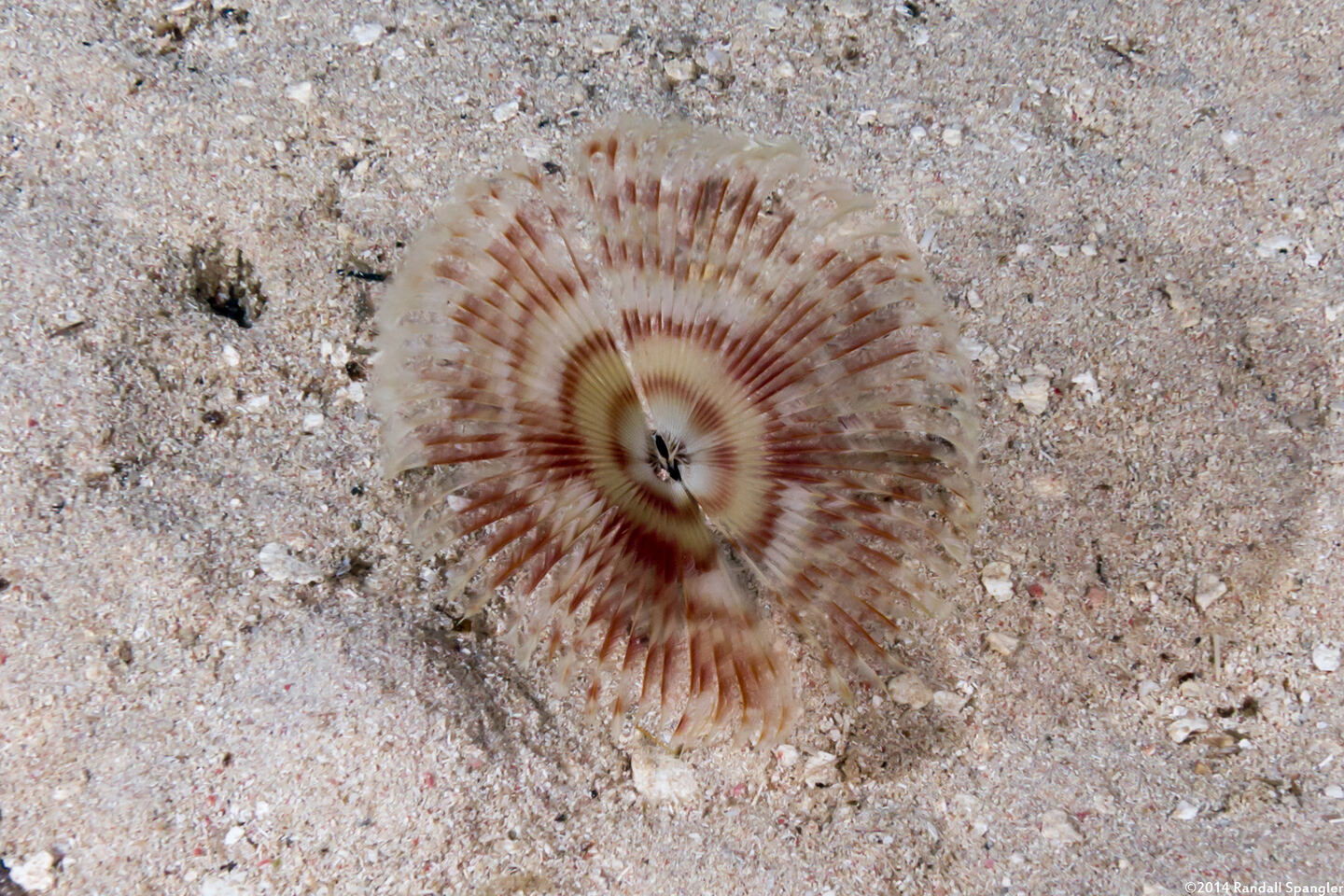 Anamobaea orstedii (Splitcrown Feather Duster)