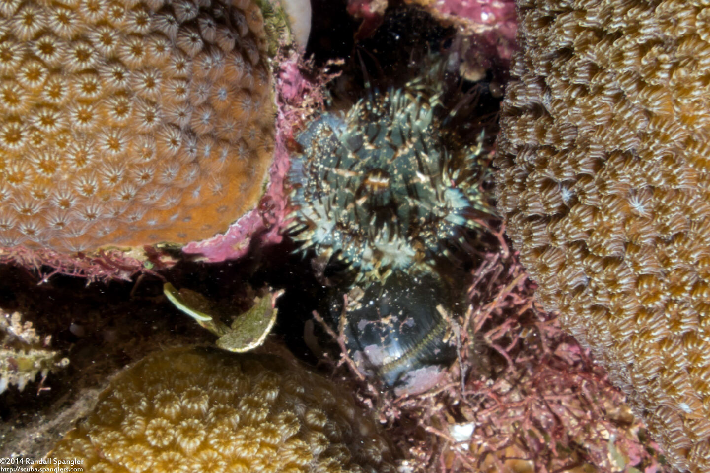 Discosoma carlgreni (Forked Tentacle Corallimorph)