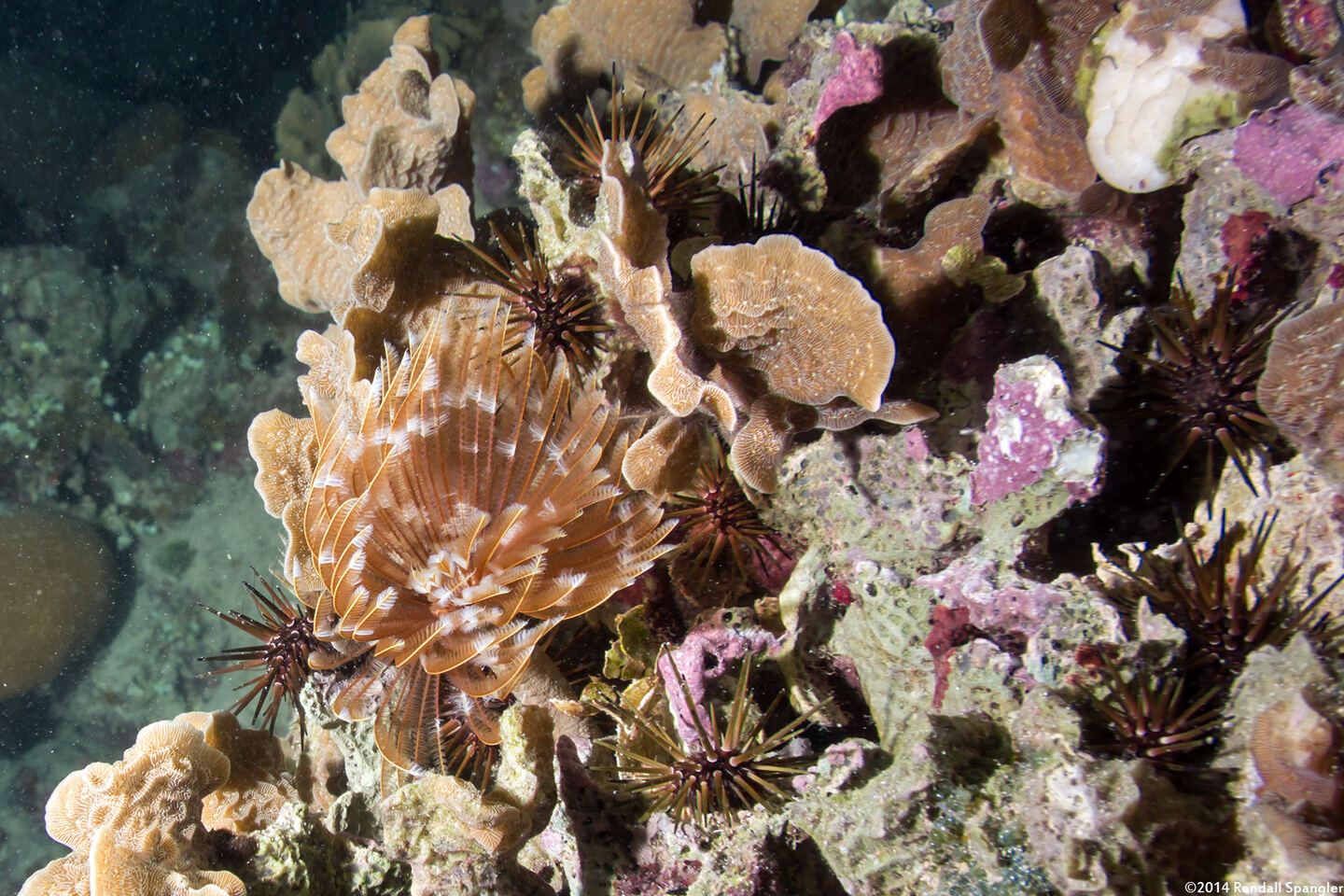Echinometra viridis (Reef Urchin)