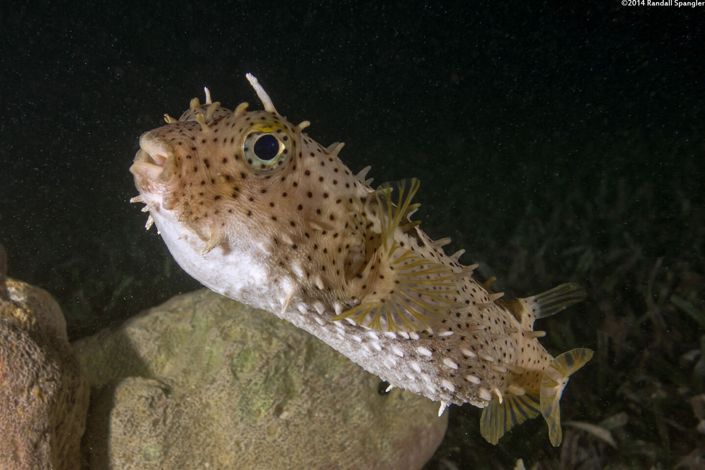 Chilomycterus antennatus (Bridled Burrfish)