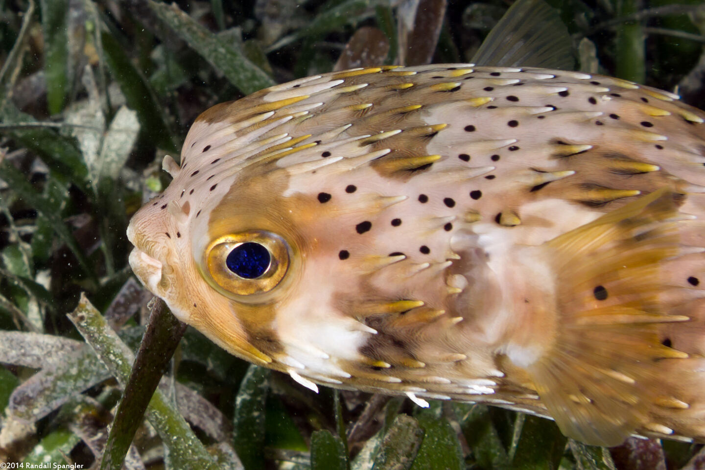Diodon holocanthus (Longspine Porcupinefish)