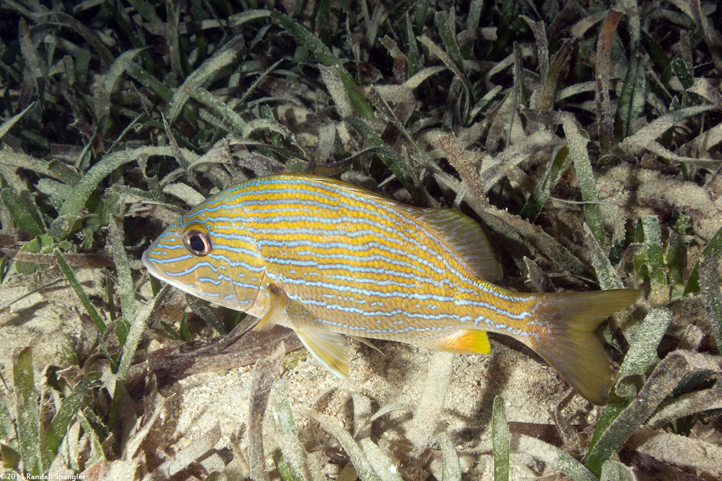 Haemulon sciurus (Bluestriped Grunt)
