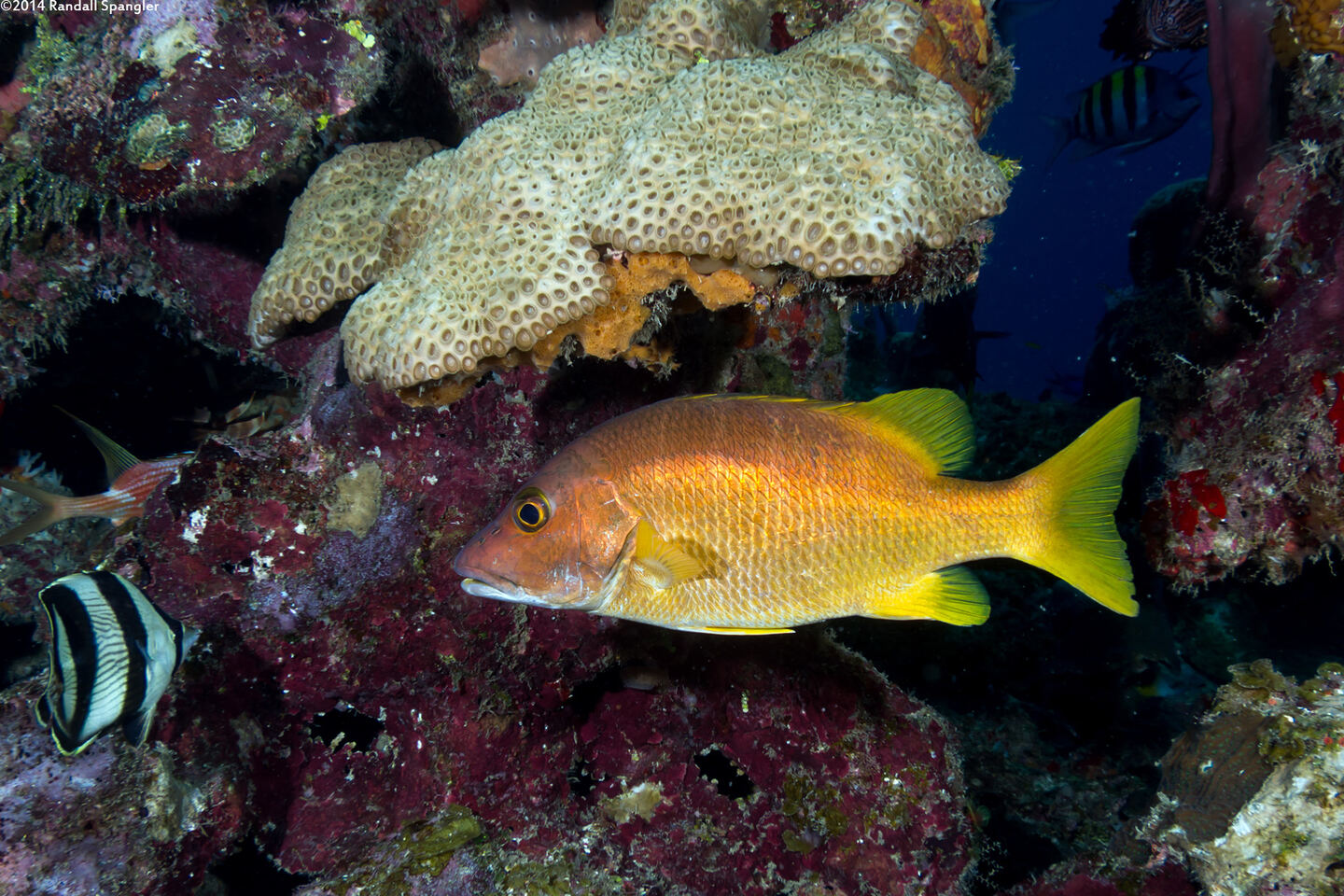 Lutjanus apodus (Schoolmaster)