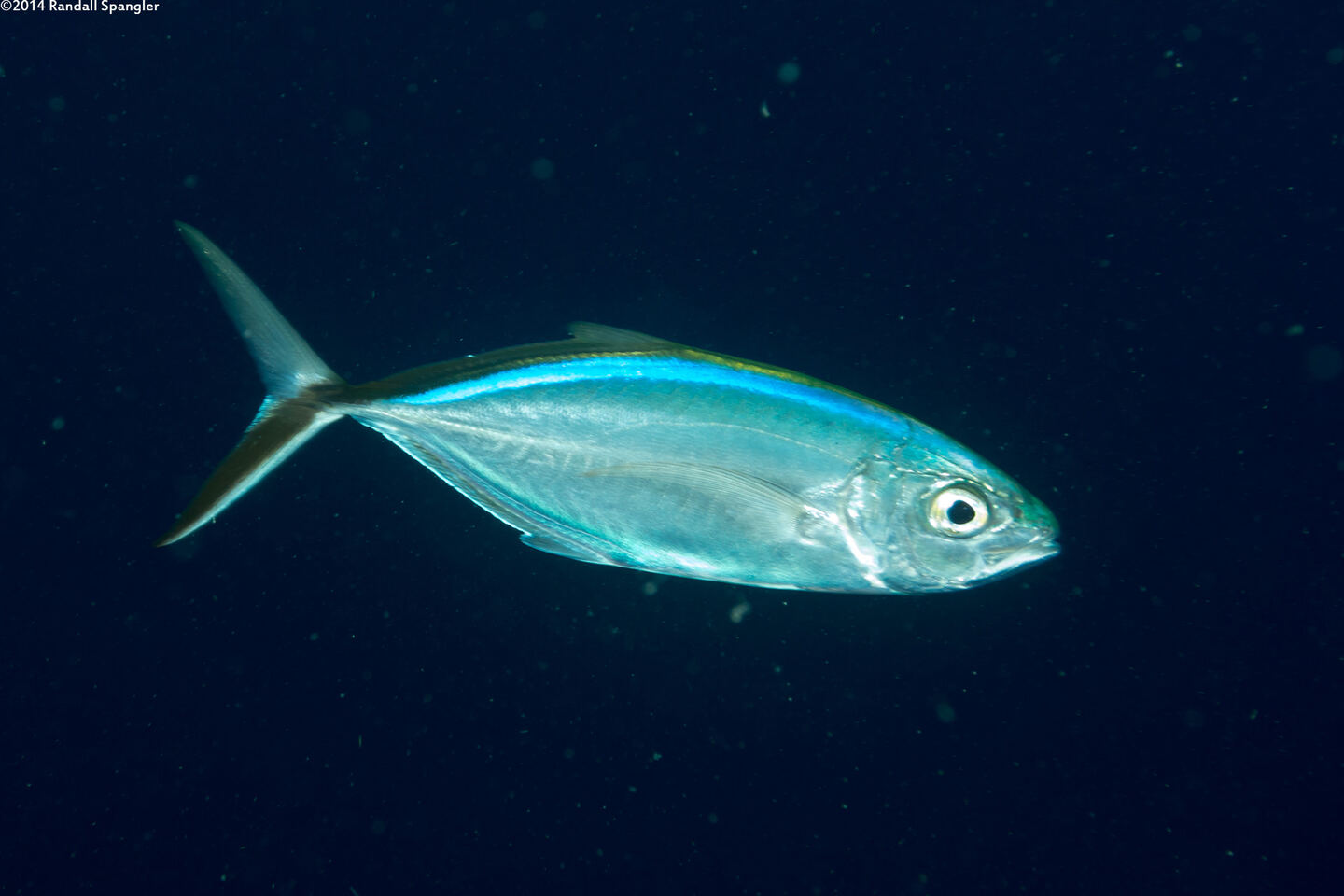 Caranx ruber (Bar Jack)