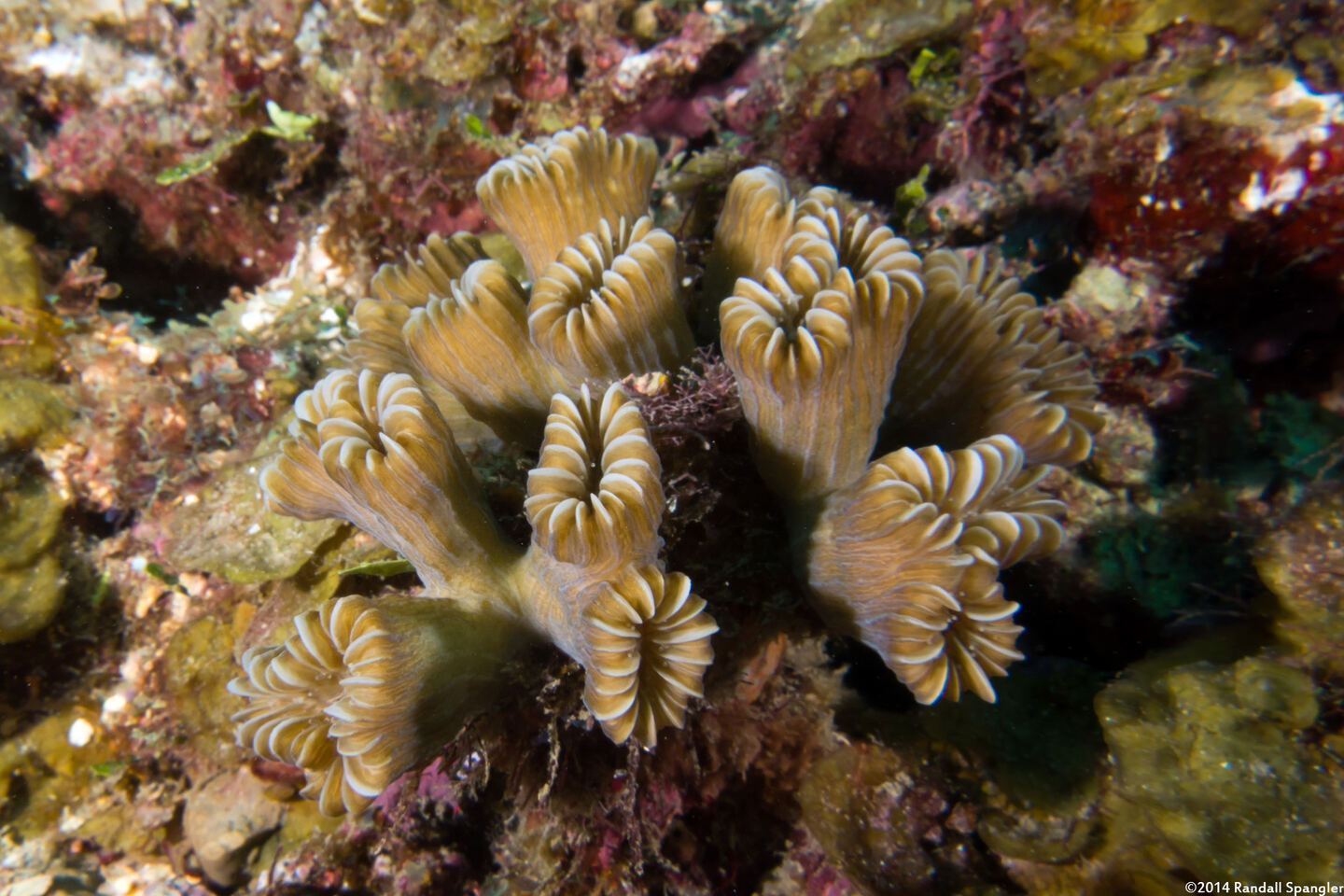 Eusmilia fastigiata (Smooth Flower Coral)