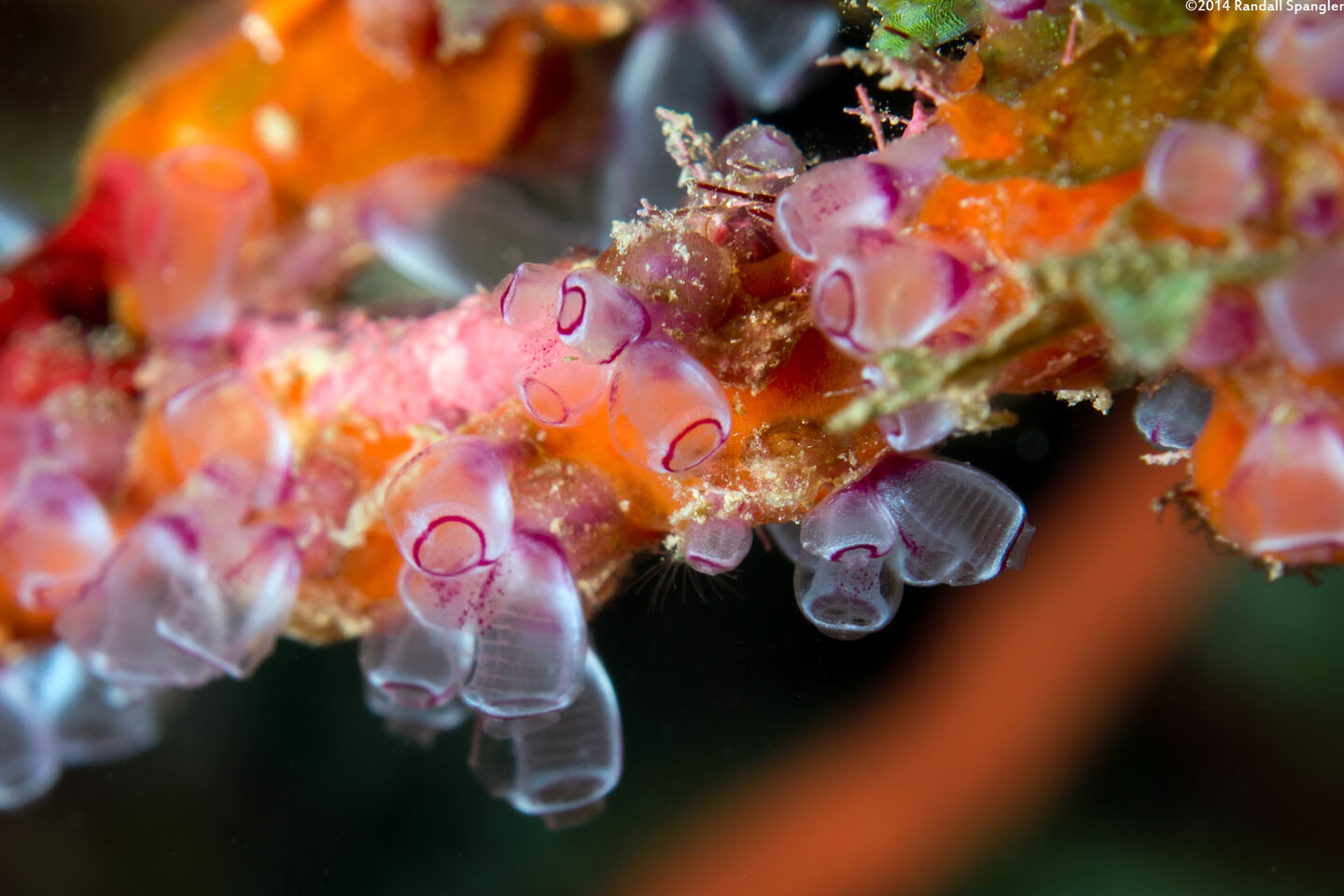 Clavelina picta (Painted Tunicate)