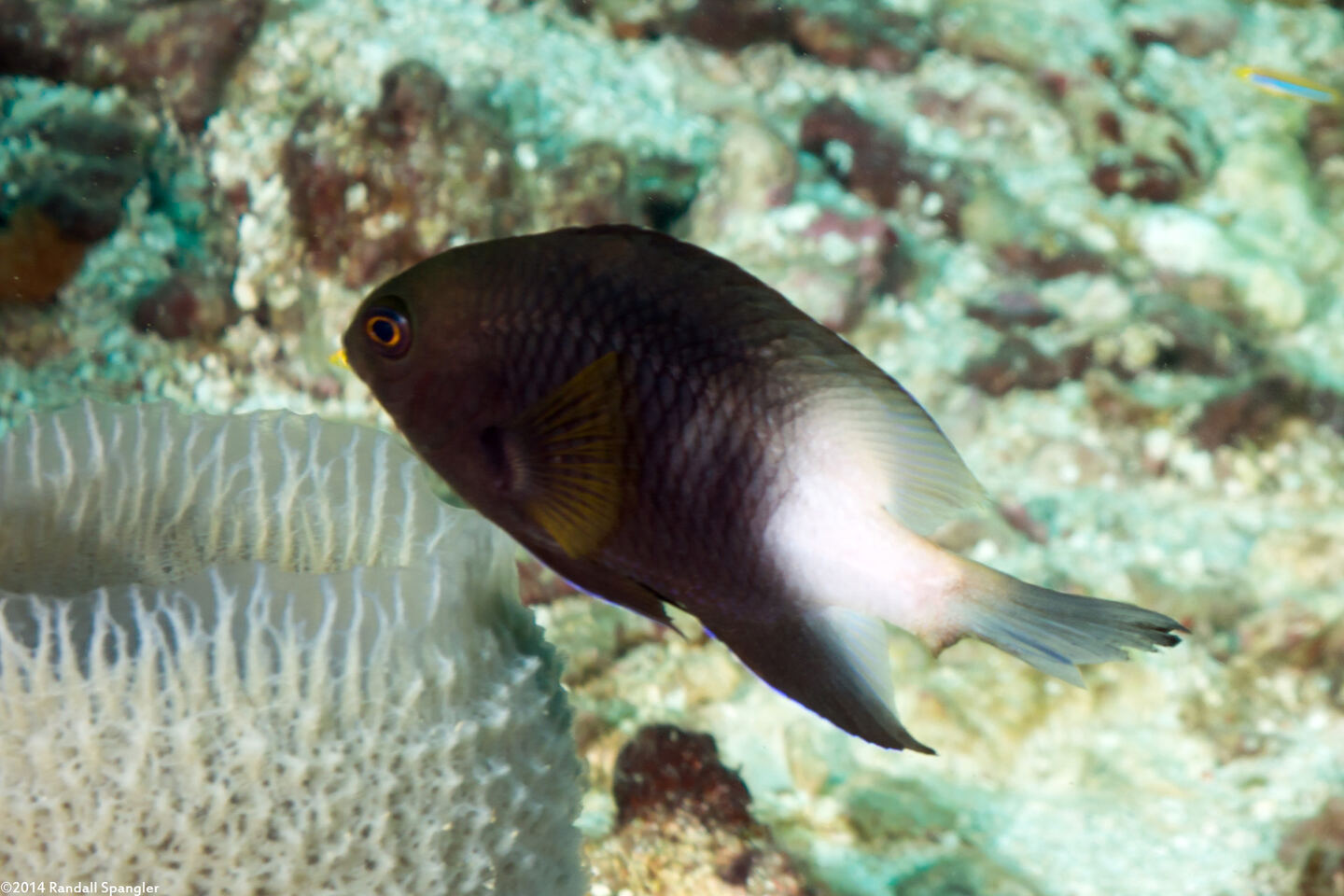 Stegastes partitus (Bicolor Damselfish)