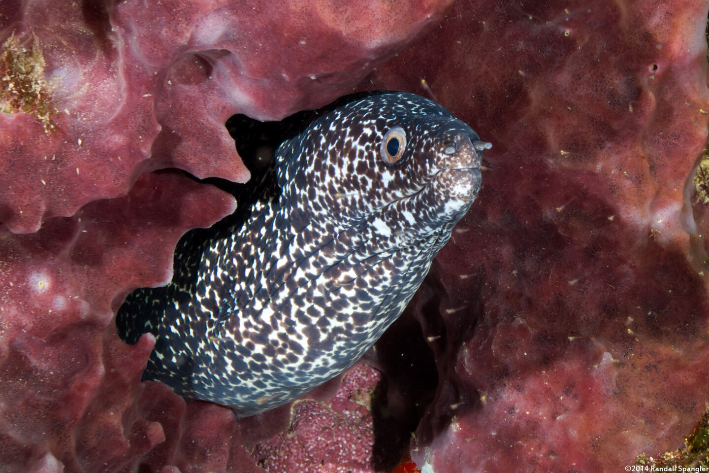 Gymnothorax moringa (Spotted Moray)