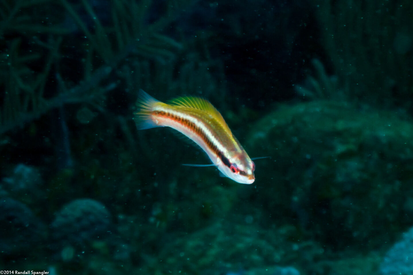 Halichoeres pictus (Rainbow Wrasse)