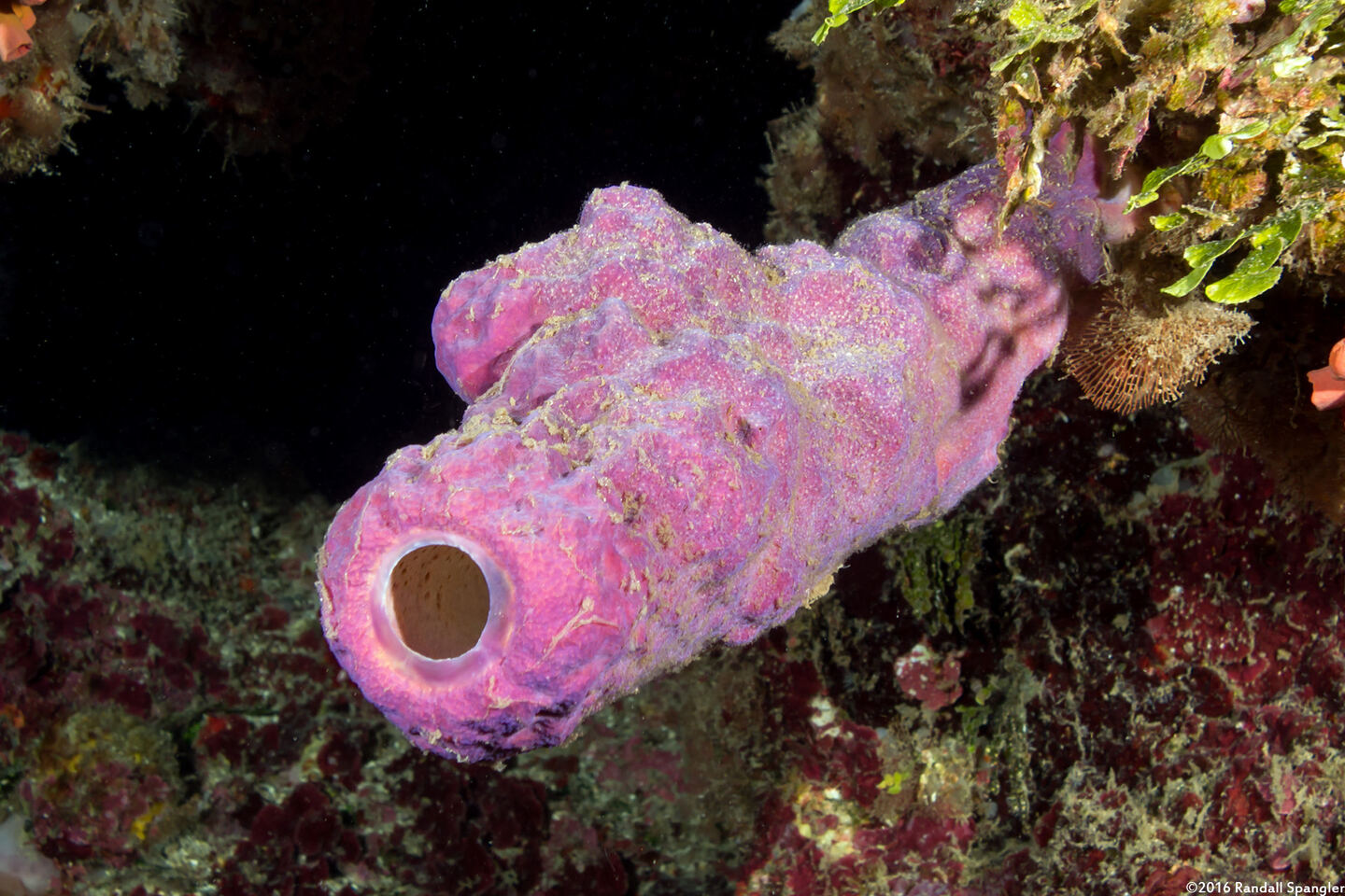 Aplysina archeri (Stovepipe Sponge)