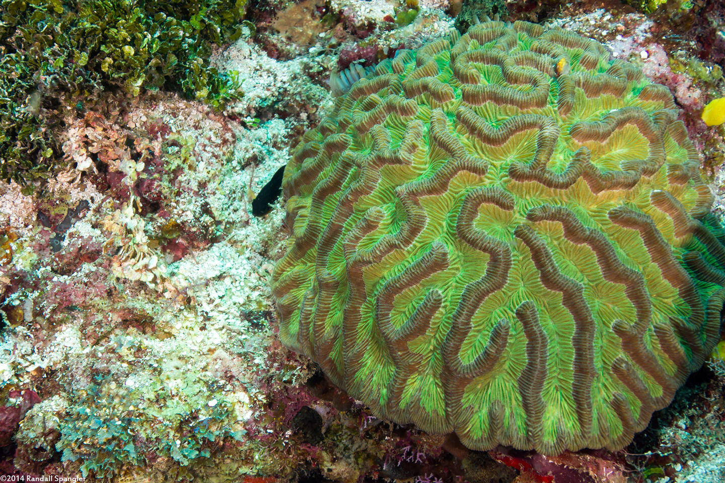 Colpophyllia natans (Boulder Brain Coral)