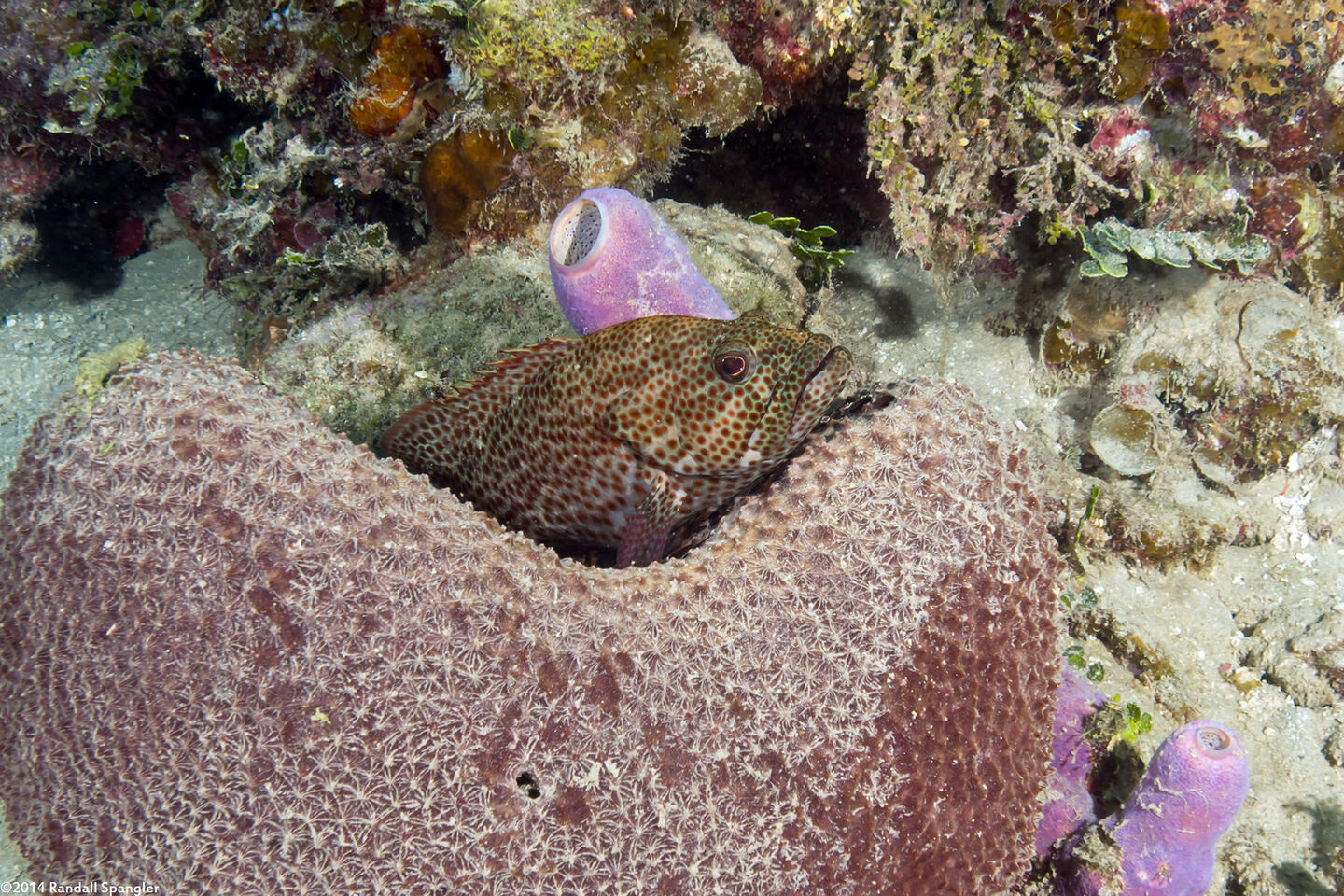 Cephalopholis cruentata (Graysby)