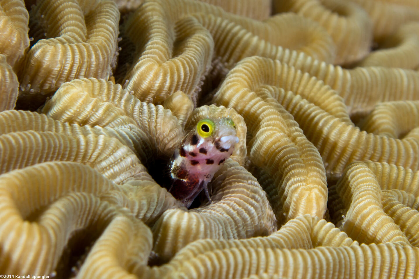 Acanthemblemaria spinosa (Spinyhead Blenny)
