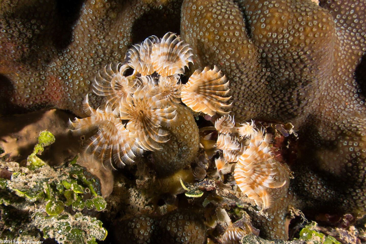 Bispira brunnea (Social Feather Duster)