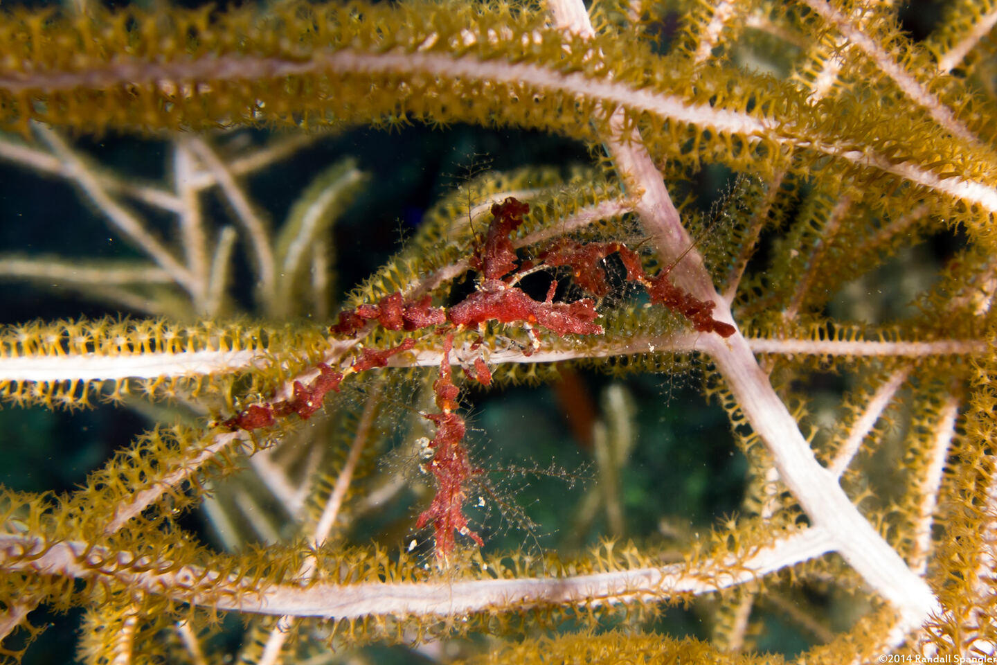 Podochela sp.1 (Neck Crab)