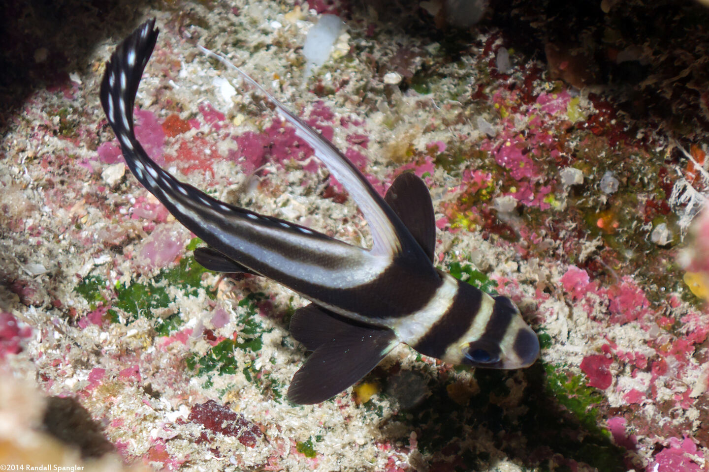 Equetas punctatus (Spotted Drum)