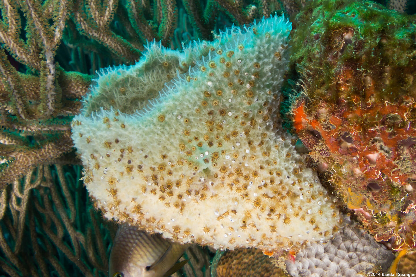 Parazoanthus catenularis (Brown Sponge Zoanthid)