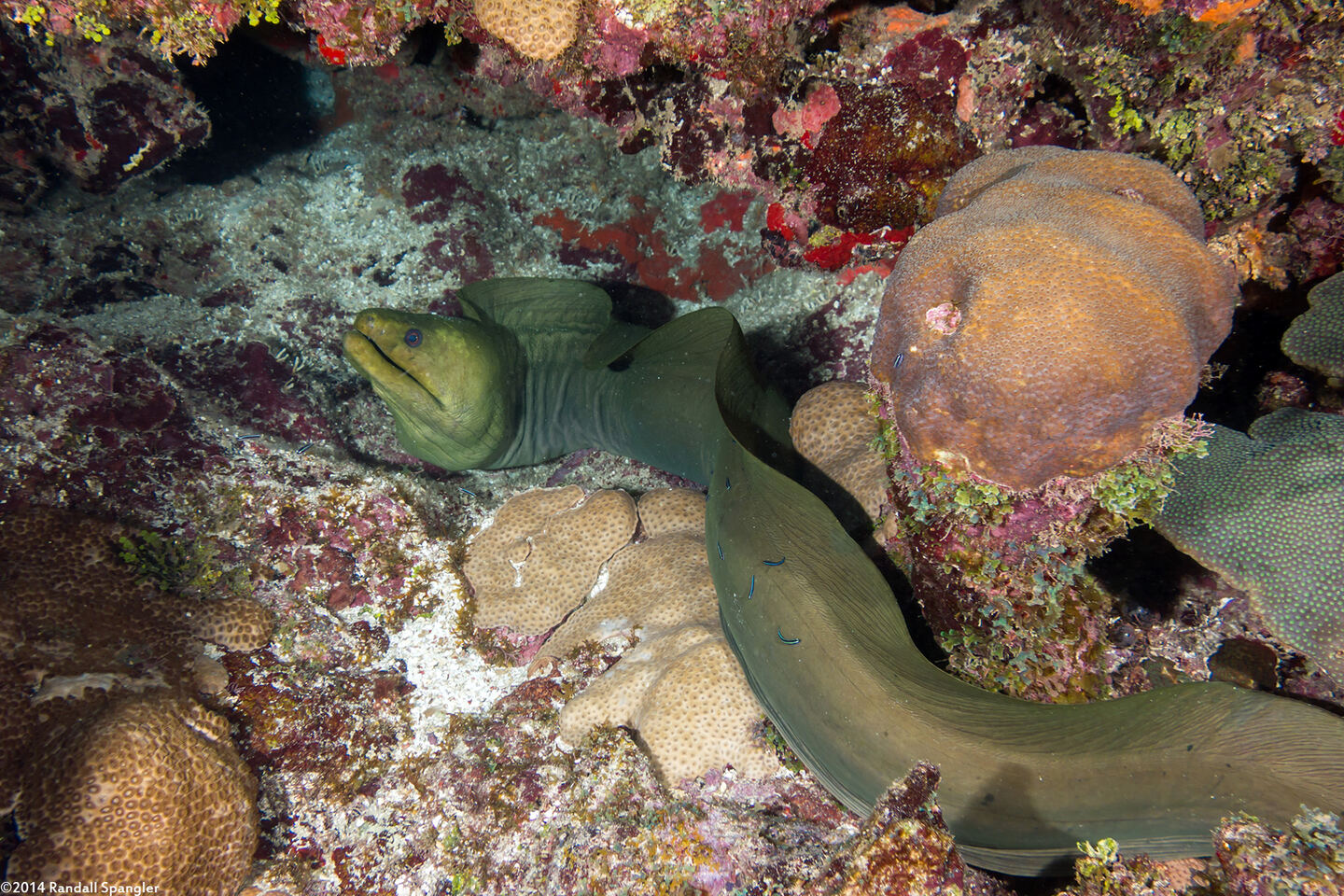Gymnothorax funebris (Green Moray)