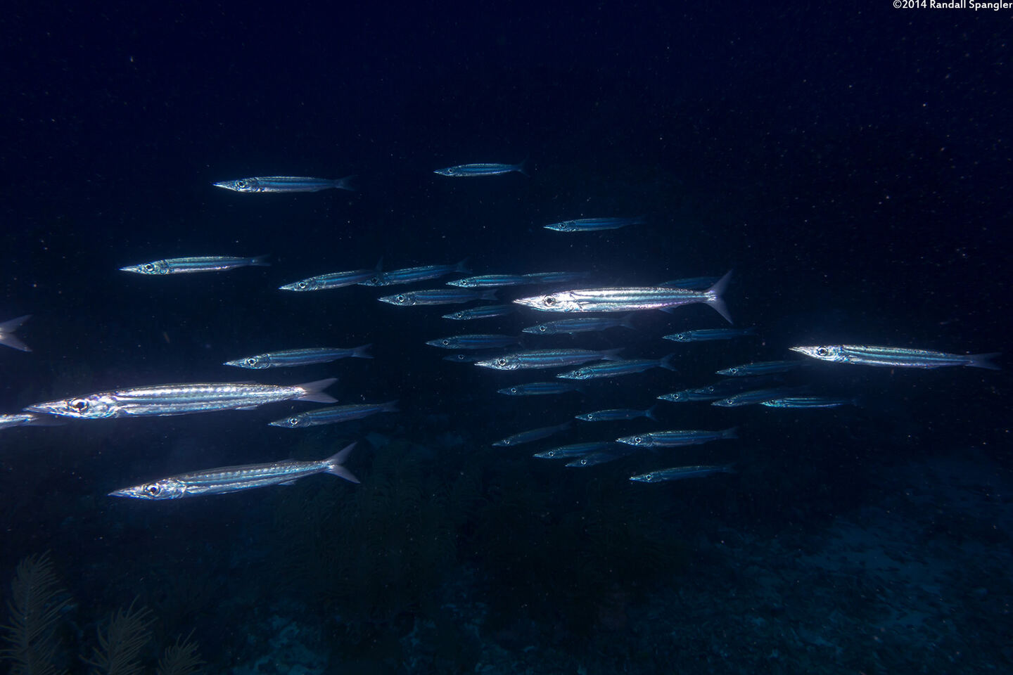 Sphyraena picudilla (Southern Sennet)