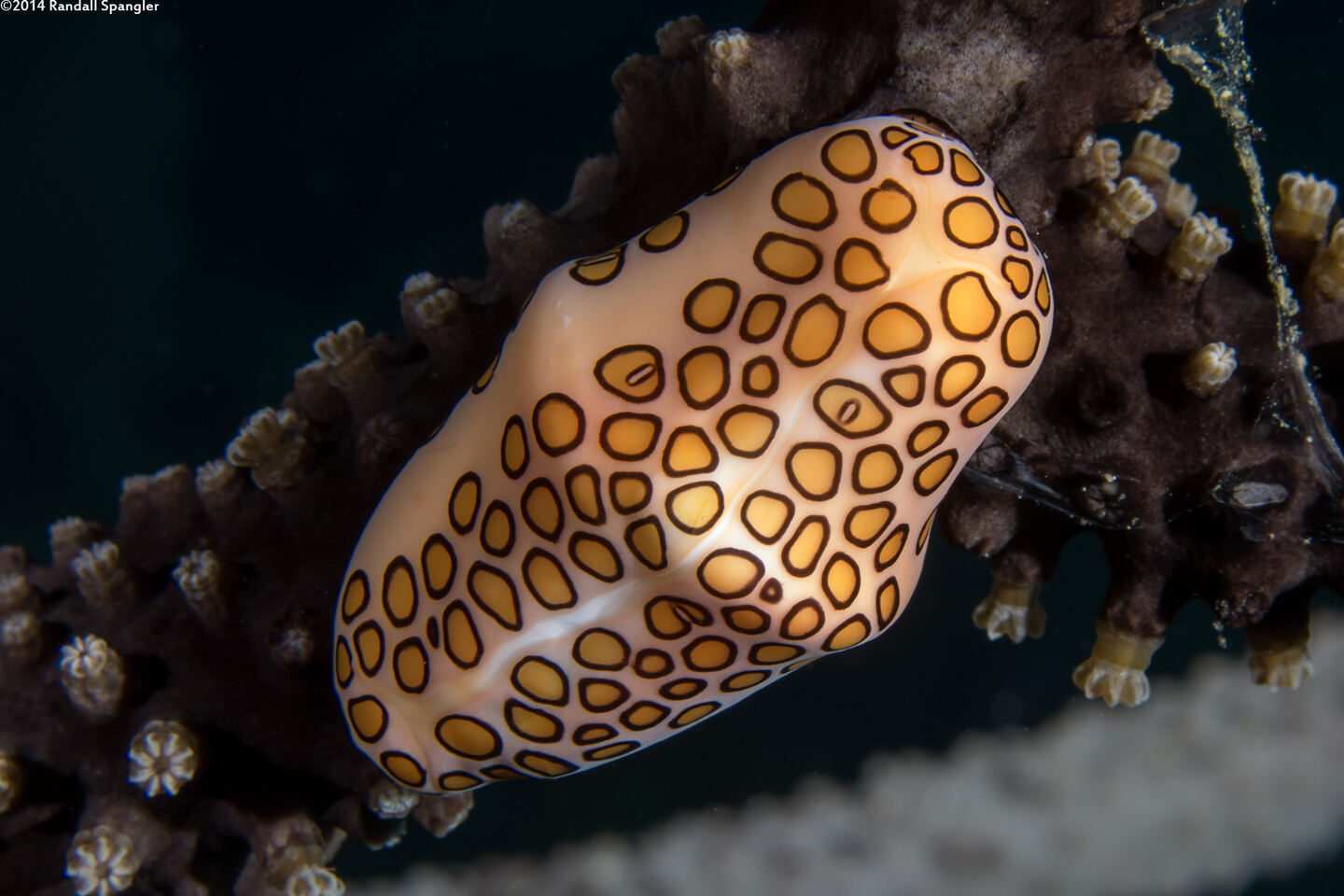 Cyphoma gibbosum (Flamingo Tongue)