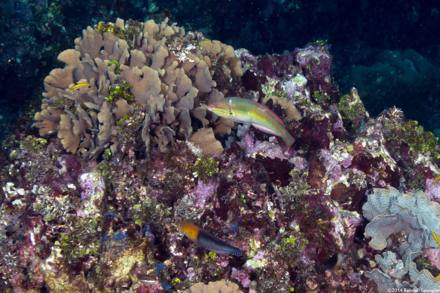 Halichoeres maculipinna (Clown Wrasse)