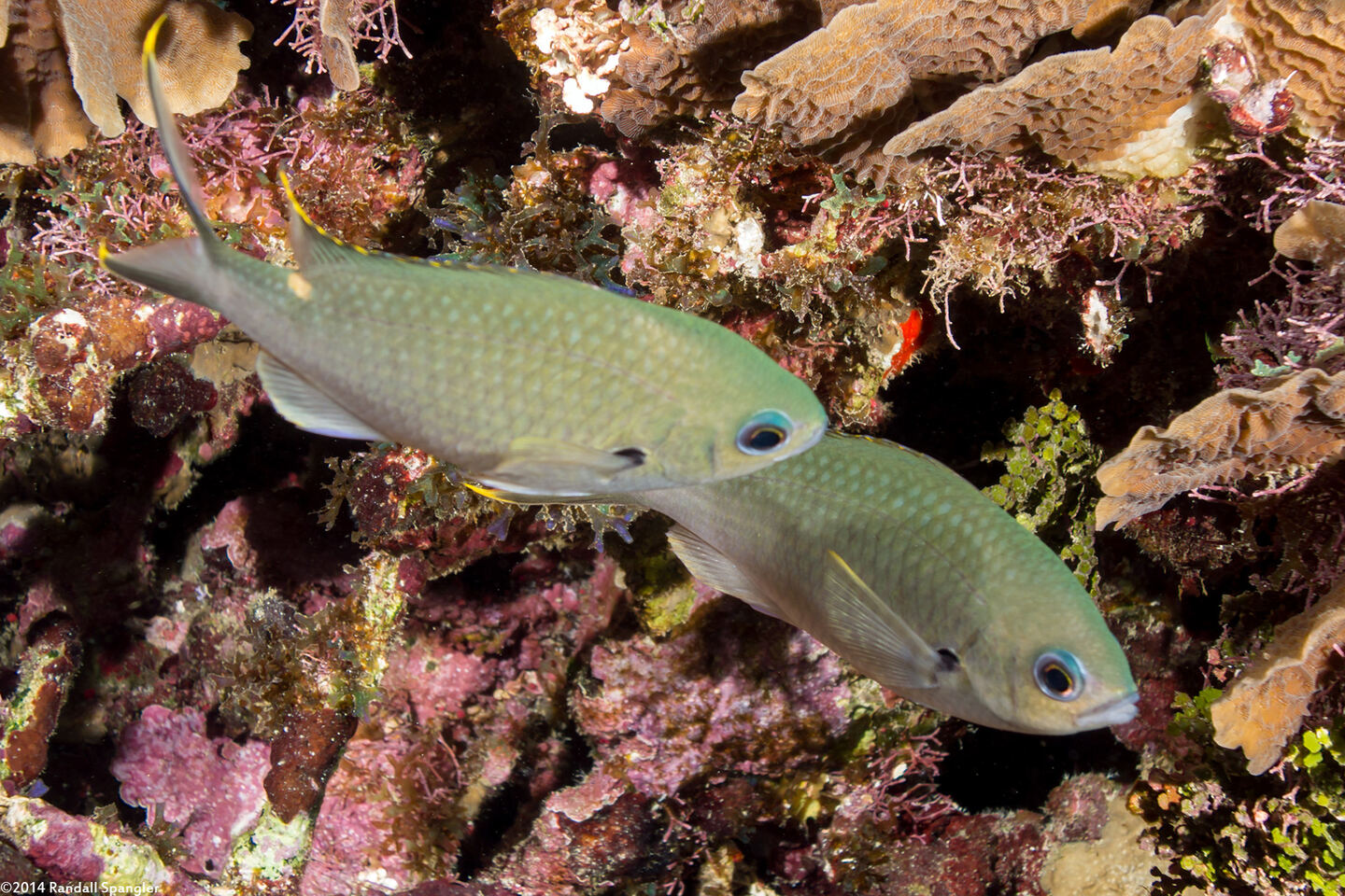 Chromis multilineata (Brown Chromis)