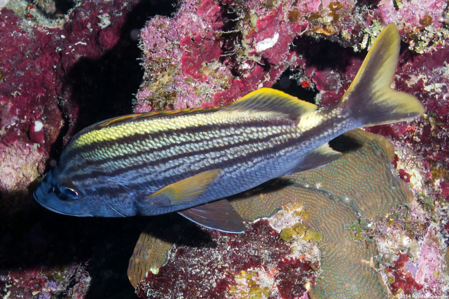 Haemulon macrostomum (Spanish Grunt)