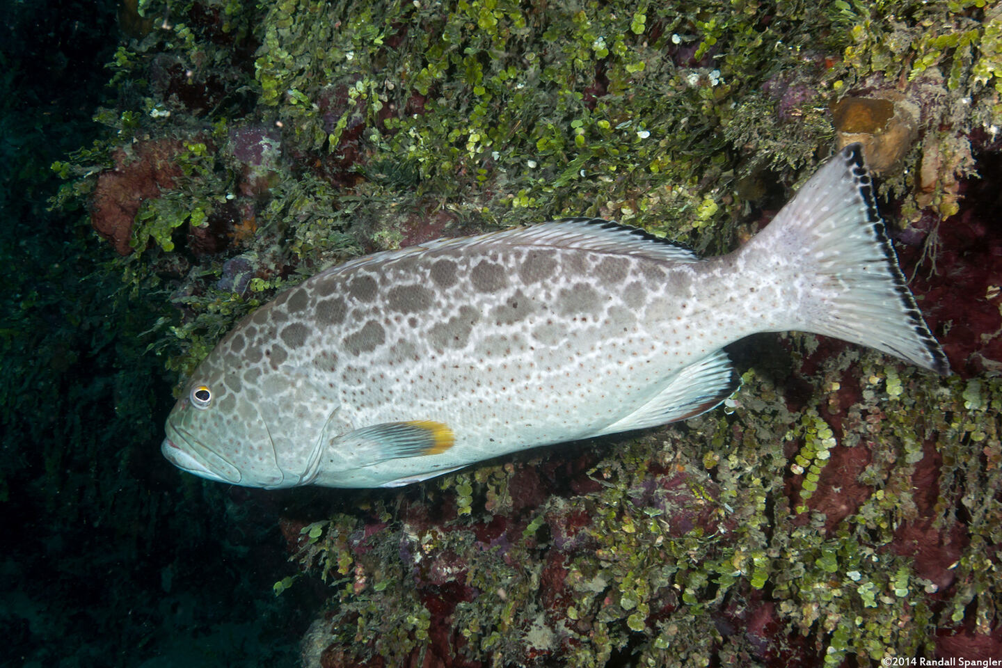 Mycteroperca venenosa (Yellowfin Grouper)