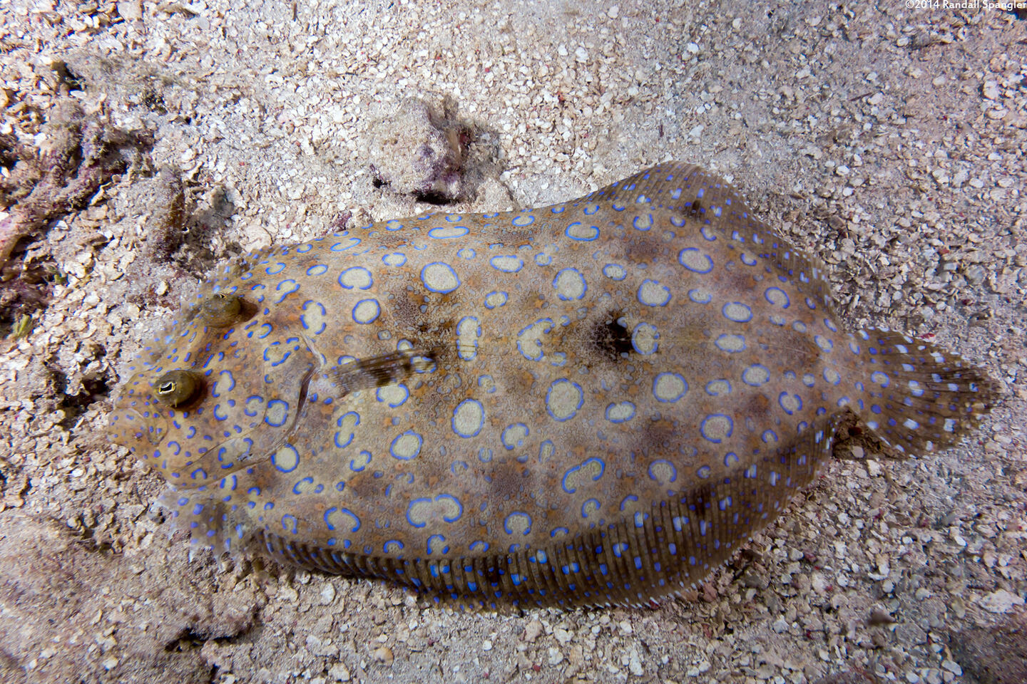 Bothus lunatus (Peacock Flounder)