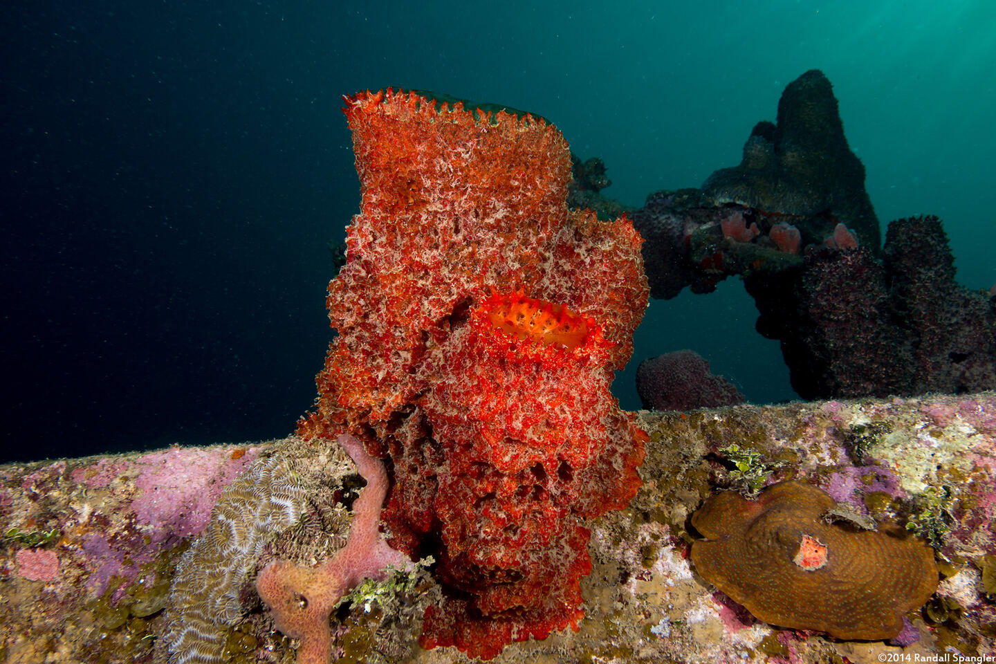 Mycale laxissima (Strawberry Vase Sponge)