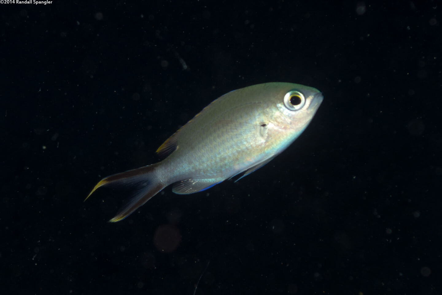 Chromis multilineata (Brown Chromis)