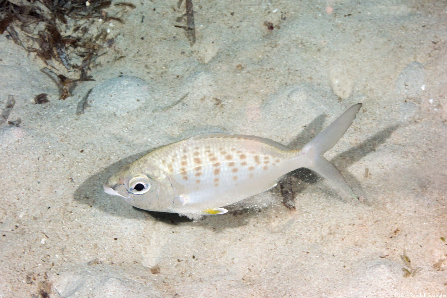 Gerres cinereus (Yellowfin Mojarra)