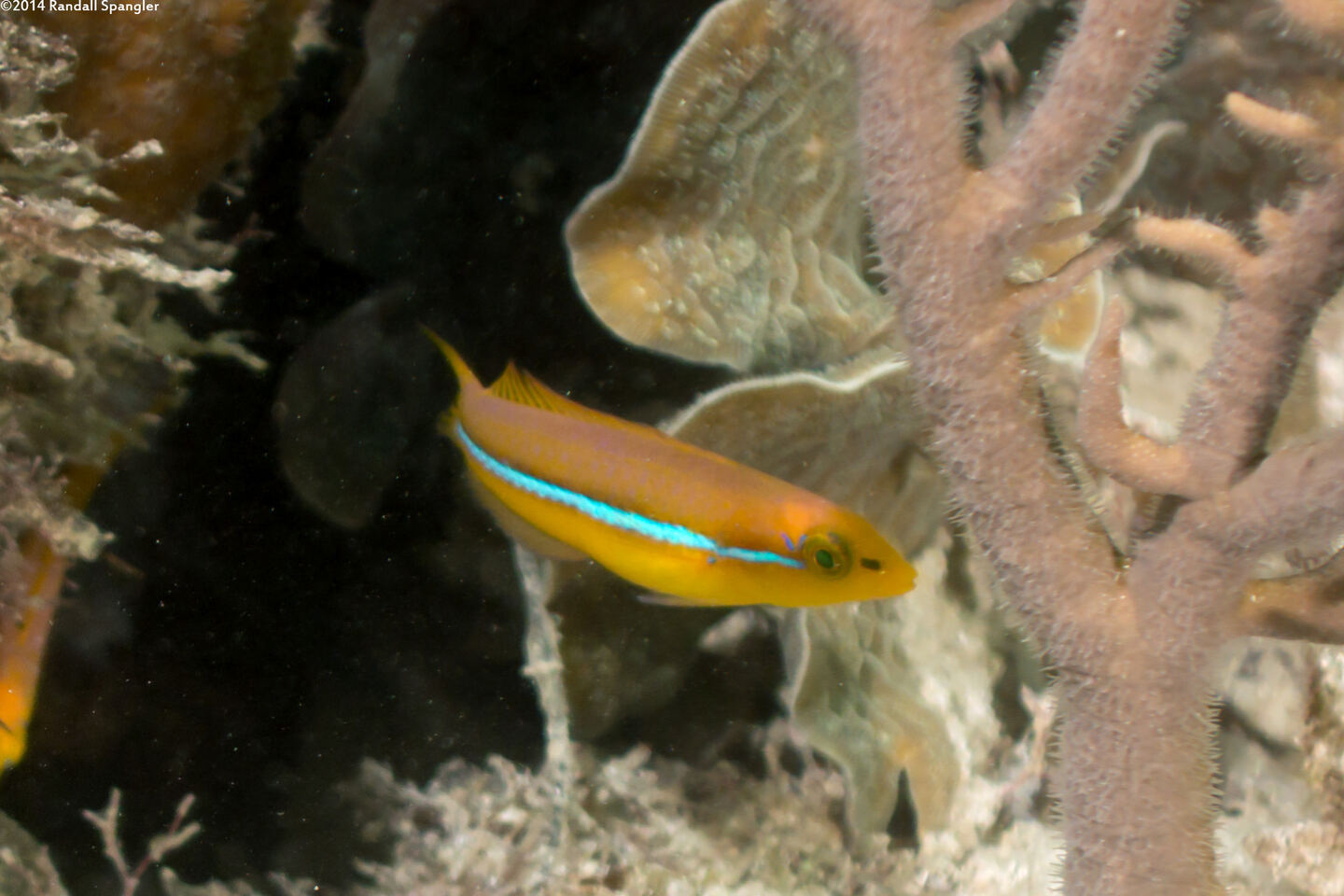 Halichoeres garnoti (Yellowhead Wrasse)