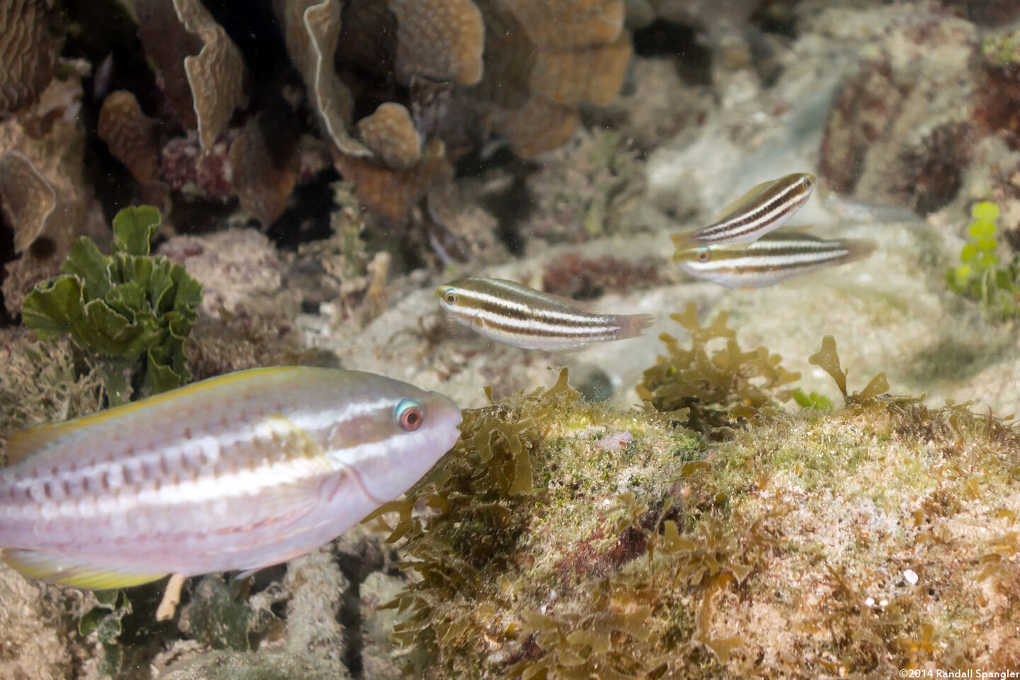 Scarus iseri (Striped Parrotfish)