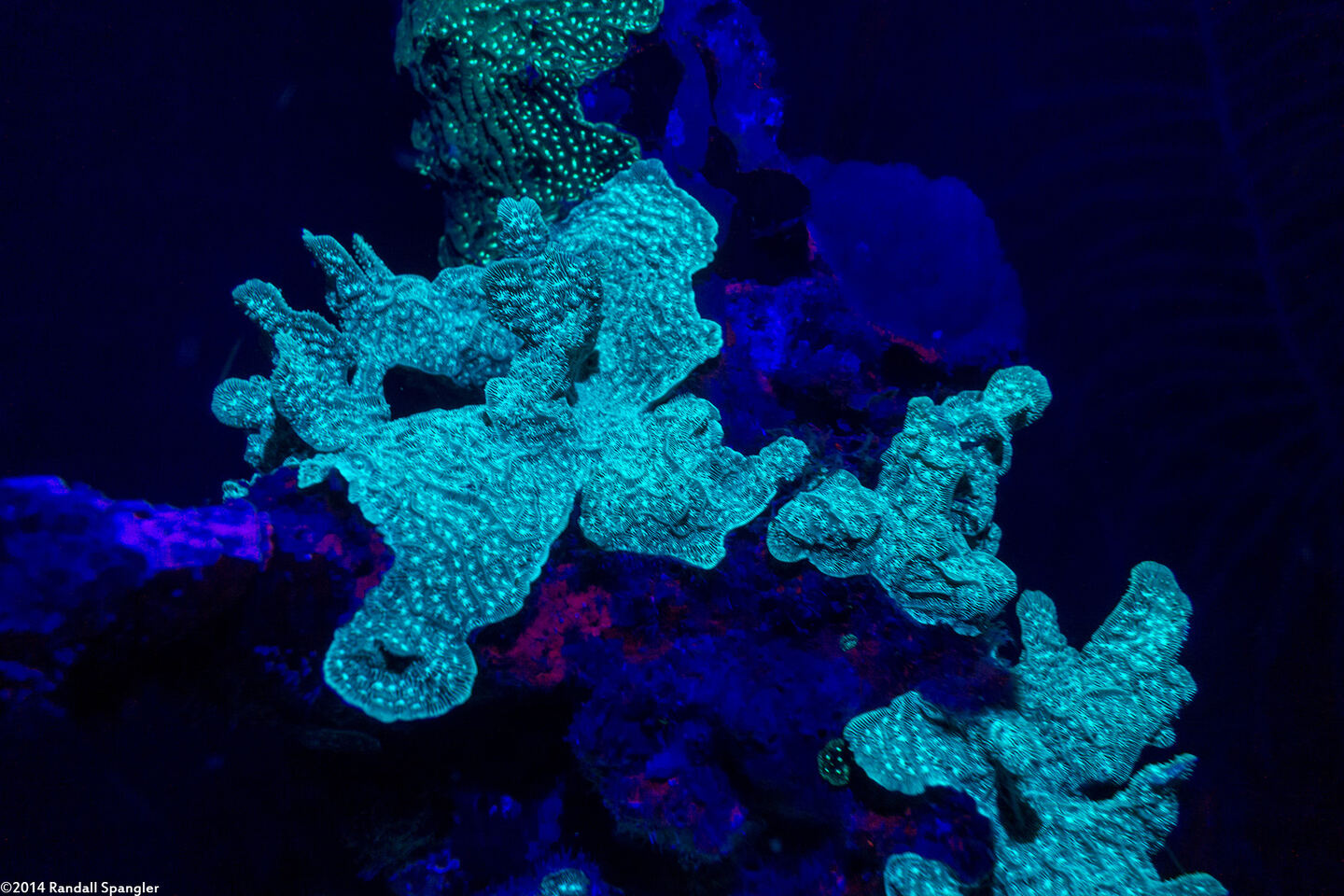 Agaricia agaricites (Lettuce Coral)