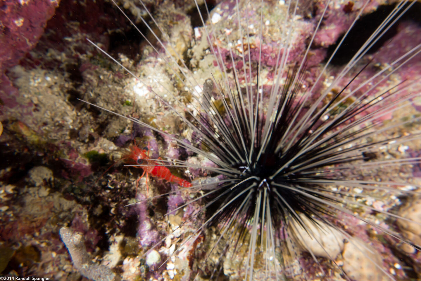 Cinetorhynchus manningi (Red Night Shrimp)
