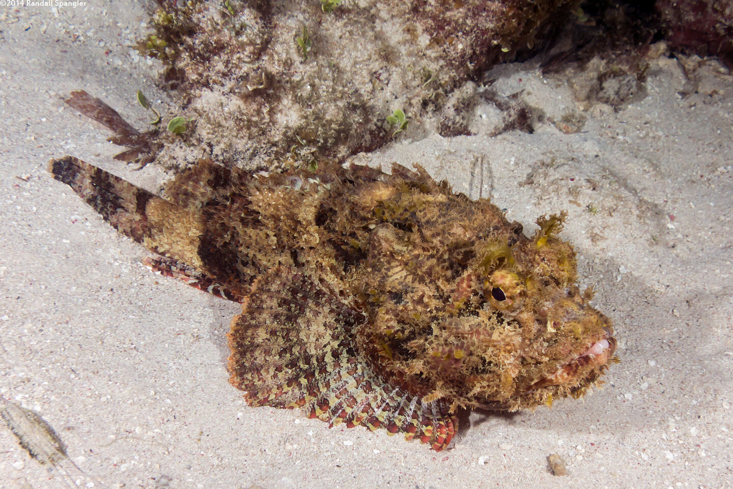 Scorpaena plumieri (Spotted Scorpionfish)