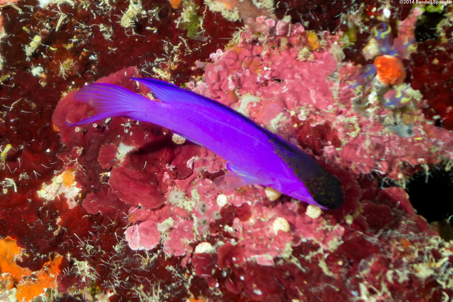 Gramma melacara (Blackcap Basslet)