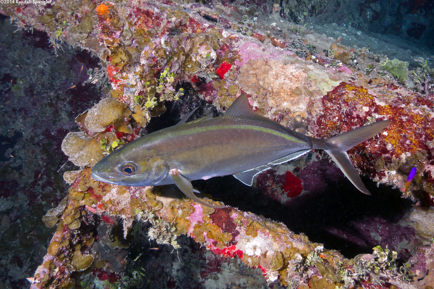 Caranx ruber (Bar Jack)